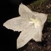 Diversity of genus Lasianthus Jack. (Rubiaceae) in Thailand